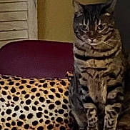 Bengali a rejoint le concours — aidez-le/la à gagner de superbes lots ! cat, tabby, striped, animal, pet, feline, chair, armrest, pillow, leopard_print, indoor, home, furniture, sitting, brown, black, yellow, cozy, relaxed, domestic