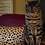 cat, tabby, striped, animal, pet, feline, chair, armrest, pillow, leopard_print, indoor, home, furniture, sitting, brown, black, yellow, cozy, relaxed, domestic