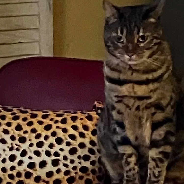 Bengali a rejoint le concours — aidez-le/la à gagner de superbes lots ! animal, armrest, black, brown, cat, chair, cozy, domestic, feline, furniture, home, indoor, leopard_print, pet, pillow, relaxed, sitting, striped, tabby, yellow