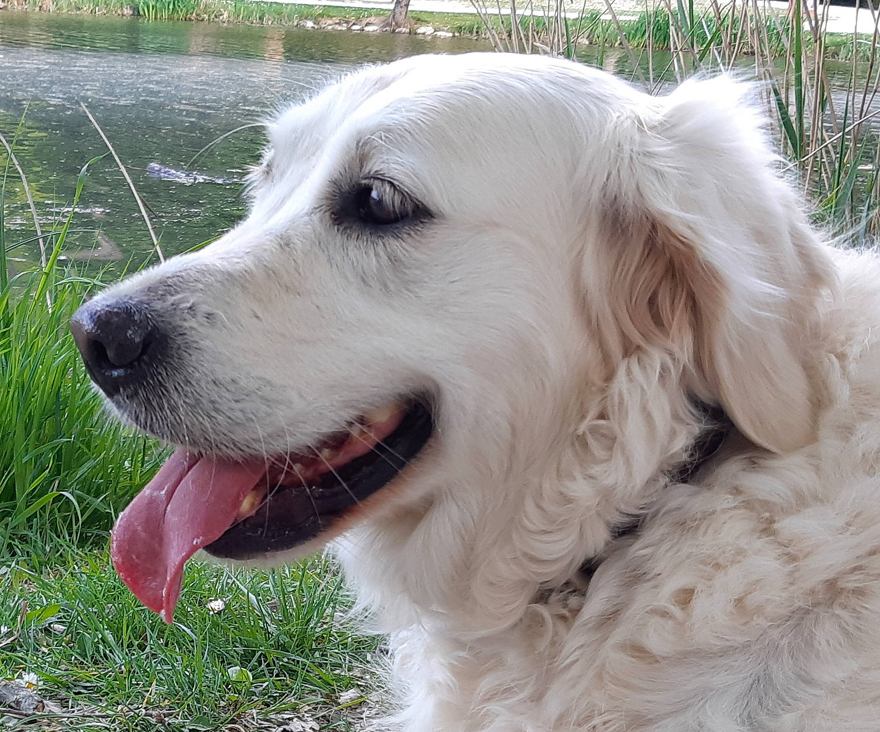 Makiaora a rejoint le concours — aidez-le/la à gagner de superbes lots ! canidae, carnivore, companion_dog, dog, dog_breed, dog_collar, fang, fur, golden_retriever, grass, livestock_guardian_dog, pet_supply, plant, snout, sporting_group, terrestrial_animal, water, whiskers, working_animal, working_dog