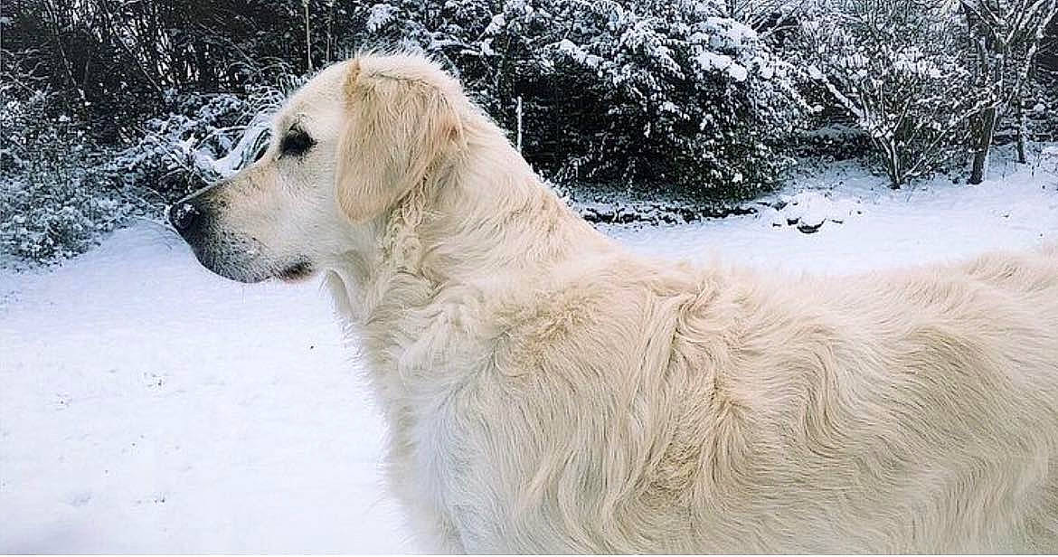Makiaora participe au concours pour gagner de l'argent avec cette photo : ancient_dog_breeds, canidae, carnivore, companion_dog, dog, dog_breed, freezing, fur, gun_dog, snout, snow, sporting_group, terrestrial_animal, tree, wildlife, winter, working_animal, working_dog