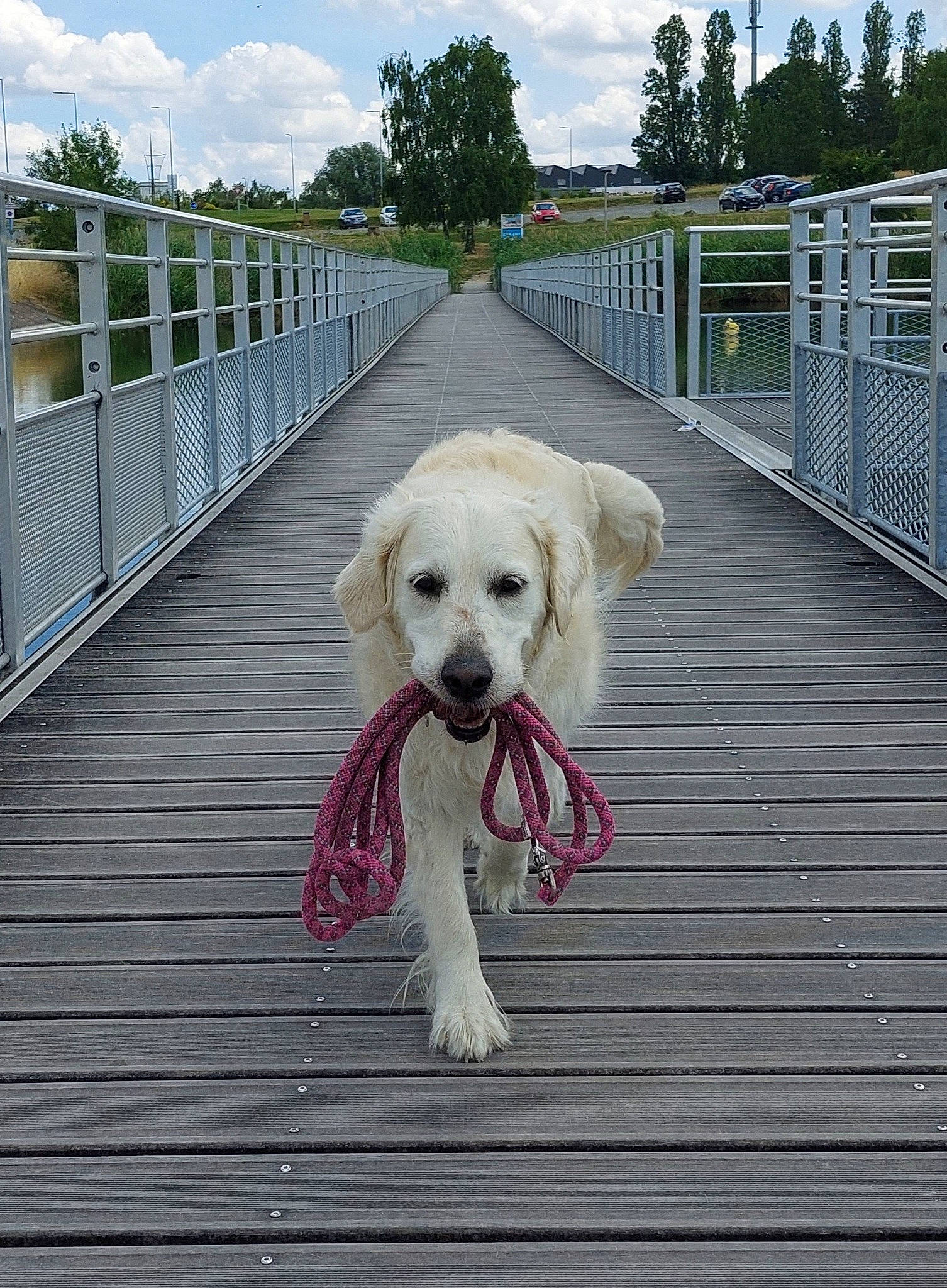 Makiaora a rejoint le concours — aidez-le/la à gagner de superbes lots ! carnivore, cloud, collar, companion_dog, deck, dock, dog, dog_breed, fawn, fence, grass, leisure, pet_supply, plant, sky, snout, tree, water, wood, working_animal