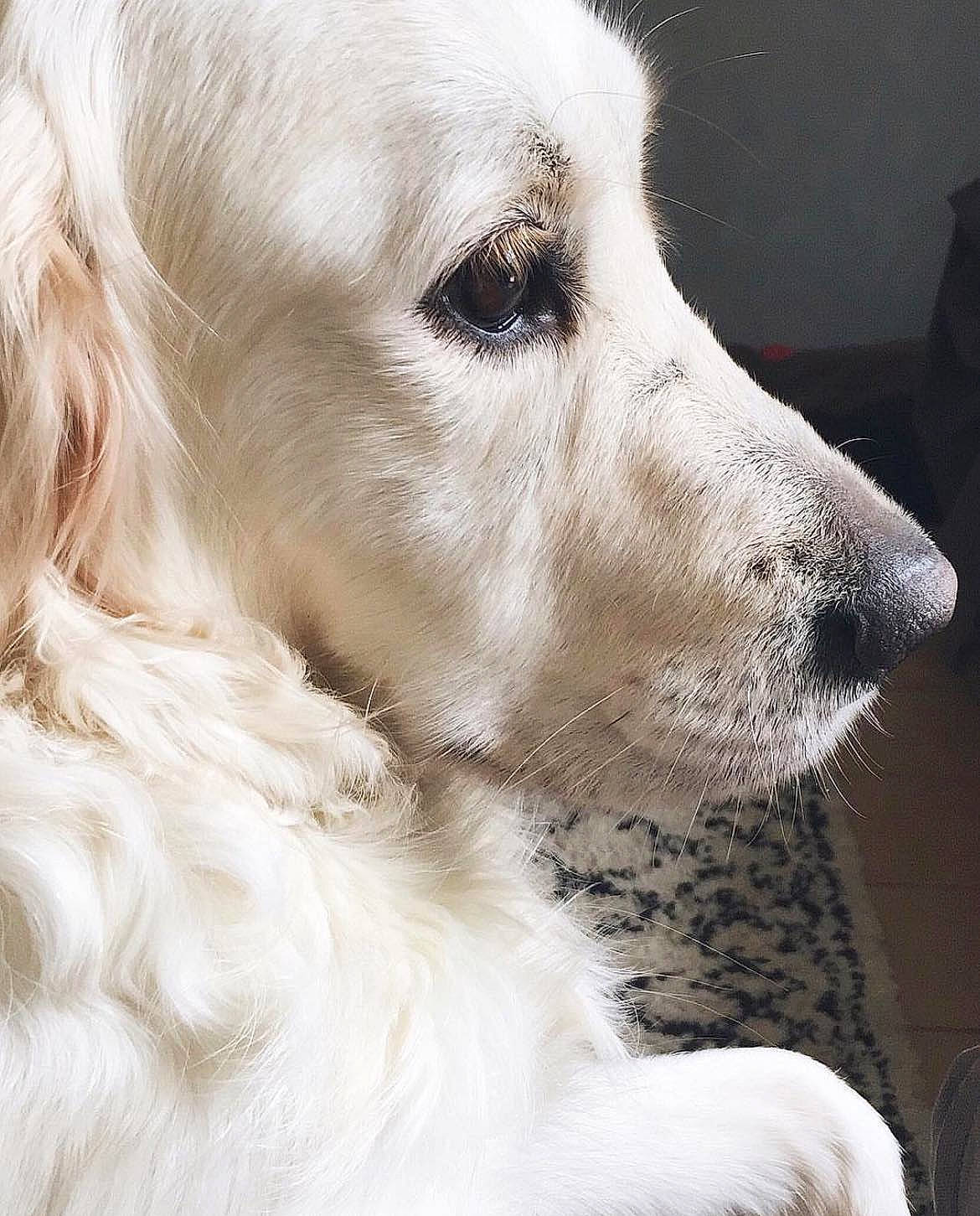 Makiaora participe au concours pour gagner de l'argent avec cette photo : canidae, carnivore, close_up, companion_dog, dog, dog_breed, dog_collar, ear, eye, face, fur, gun_dog, head, no_expression, snout, sporting_group, terrestrial_animal, whiskers, working_animal