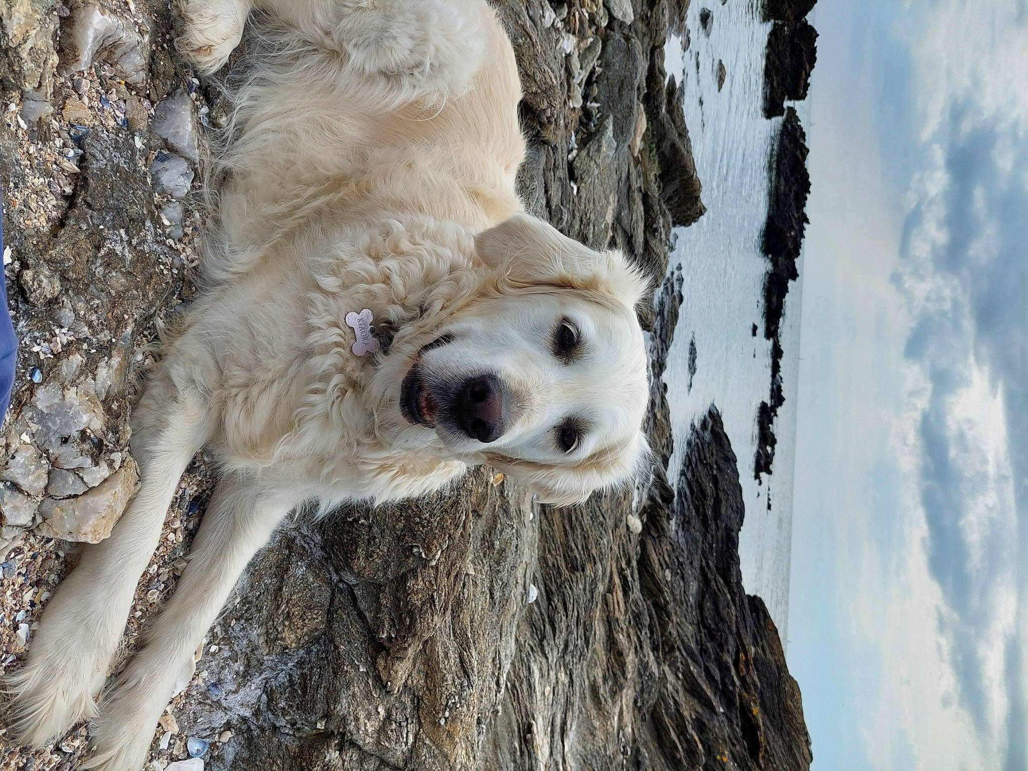 Makiaora a rejoint le concours — aidez-le/la à gagner de superbes lots ! arctic, canidae, carnivore, cloud, dog_breed, freezing, fur, ice_cap, plant, sky, snout, snow, sporting_group, terrestrial_animal, tree, trunk, twig, wildlife, winter, wood