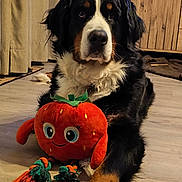 Thalia participe au concours pour gagner de l'argent avec cette photo : dog, bernese_mountain_dog, plush_toy, toy, wooden_floor, indoor, curtain, cabinet, tricolor, fur, paws, muzzle, portrait, close_up, big_dog, seated, cute, pet, flooring, living_room
