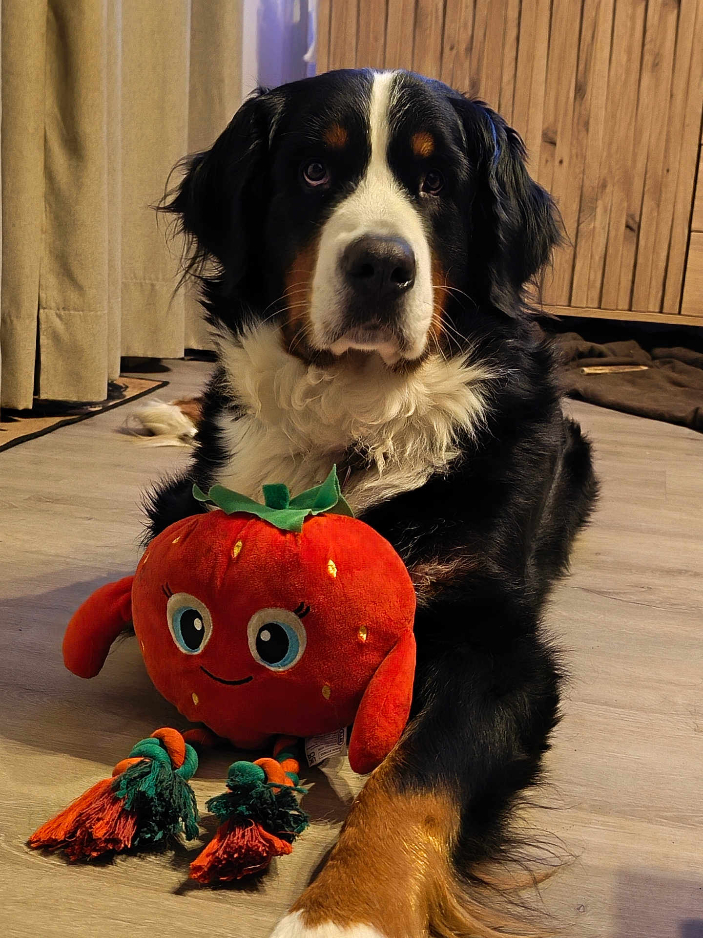 Thalia participe au concours pour gagner de l'argent avec cette photo : dog, bernese_mountain_dog, plush_toy, toy, wooden_floor, indoor, curtain, cabinet, tricolor, fur, paws, muzzle, portrait, close_up, big_dog, seated, cute, pet, flooring, living_room