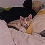 Iris a rejoint le concours — aidez-le/la à gagner de superbes lots ! kitten, sleeping, bed, pillow, blanket, indoor, cozy, resting, feline, cat, soft, comfort, nap, cute, small, animal, domestic, pet, fur, relaxation