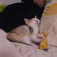 Iris participe au concours pour gagner de l'argent avec cette photo : kitten, sleeping, bed, pillow, blanket, indoor, cozy, cat, feline, resting, cute, domestic, animal, soft, comfort, home, furry, small, young, peaceful
