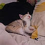 kitten, sleeping, bed, pillow, blanket, indoor, cozy, cat, feline, resting, cute, domestic, animal, soft, comfort, home, furry, small, young, peaceful