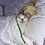Iris a rejoint le concours — aidez-le/la à gagner de superbes lots ! cat, blanket, bed, mattress, plush_toy, sleepy, cozy, indoor, pet, resting, white, fur, paw, cute, animal, domestic, soft, comfort, relaxed, feline