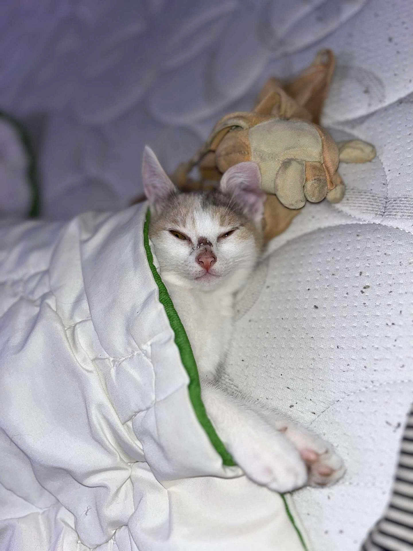 Iris a rejoint le concours — aidez-le/la à gagner de superbes lots ! cat, blanket, bed, mattress, plush_toy, sleepy, cozy, indoor, pet, resting, white, fur, paw, cute, animal, domestic, soft, comfort, relaxed, feline