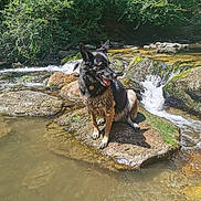 Elvis participe au concours pour gagner de l'argent avec cette photo : animal, canine, dog, forest, german_shepherd, greenery, happy, landscape, moss, nature, outdoor, pet, river, rock, stream, sunlight, tongue_out, water, waterfall, wet