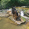 animal, canine, dog, forest, german_shepherd, greenery, happy, landscape, moss, nature, outdoor, pet, river, rock, stream, sunlight, tongue_out, water, waterfall, wet