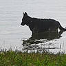 Elvis a rejoint le concours — aidez-le/la à gagner de superbes lots ! animal, calm, canine, dog, grass, lake, mammal, nature, outdoor, peaceful, pet, quiet, reflection, riverbank, side_view, silhouette, standing, water, wilderness, wildlife
