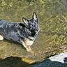 Elvis participe au concours pour gagner de l'argent avec cette photo : alert, animal, canine, daylight, dog, fur, german_shepherd, looking_up, nature, outdoor, pet, reflection, riverbed, rock, shallow_water, standing, stick, summer, sunlight, water