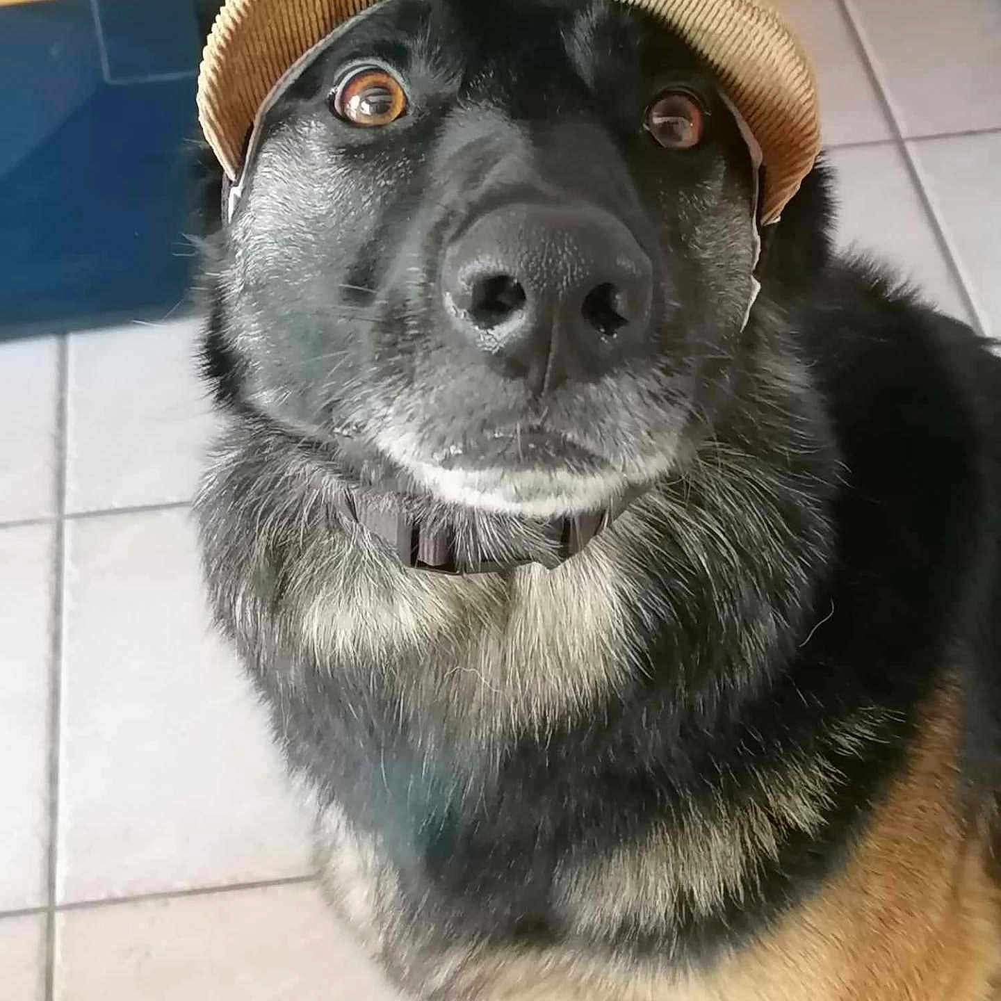 Elvis participe au concours pour gagner de l'argent avec cette photo : animal, baseballcap, bodypart, canine, cap, clothing, coyote, dog, germanshepherd, goldenretriever, hat, hound, husky, labradorretriever, mouth, pet, policedog, puppy, slate, snout