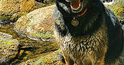 Elvis participe au concours pour gagner de l'argent avec cette photo : animal, canine, dog, forest, german_shepherd, happy, moss, nature, outdoor, pet, playful, portrait, river, rocks, smiling, stream, sunlight, tongue, water, wet_fur