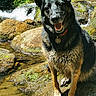 animal, canine, dog, forest, german_shepherd, happy, moss, nature, outdoor, pet, playful, portrait, river, rocks, smiling, stream, sunlight, tongue, water, wet_fur