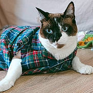 Momo is registered to the contest to win money with this photo: cat, plaid_shirt, blue_eyes, indoor, wooden_floor, pet, animal, feline, cozy, textiles, relaxed, portrait, domestic, cute, whiskers, tabby, clothing, lying_down, looking_at_camera, home