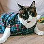 cat, plaid_shirt, blue_eyes, indoor, wooden_floor, pet, animal, feline, cozy, textiles, relaxed, portrait, domestic, cute, whiskers, tabby, clothing, lying_down, looking_at_camera, home