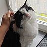 cat, black_and_white, fluffy, pet, windowsill, curtain, hand, scratching, indoor, natural_light, feline, whiskers, pink_nose, domestic_cat, cozy, curious, happy, sitting, window, close_up