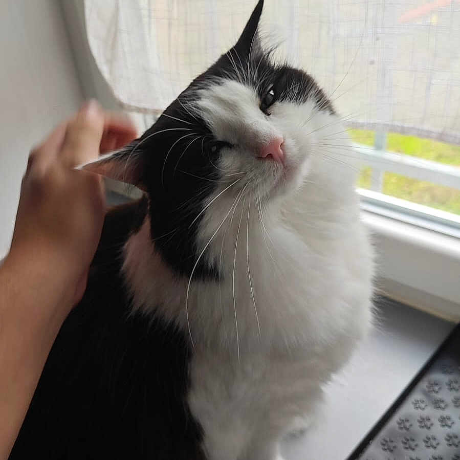 Roxxie a rejoint le concours — aidez-le/la à gagner de superbes lots ! cat, black_and_white, fluffy, pet, windowsill, curtain, hand, scratching, indoor, natural_light, feline, whiskers, pink_nose, domestic_cat, cozy, curious, happy, sitting, window, close_up