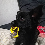 Koron participe au concours pour gagner de l'argent avec cette photo : carnivoran, chihuahua, companion_dog, dog, dog_breed, dog_breed_group, dog_like_mammal, puppy, schipperke, snout