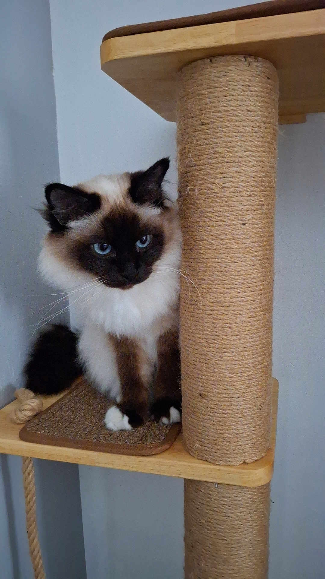 Mya a rejoint le concours — aidez-le/la à gagner de superbes lots ! cat, blue_eyes, fluffy, feline, cat_tree, wooden, rope, indoor, pet, curious, sitting, brown, white, black, whiskers, paws, fur, animal, cute, portrait