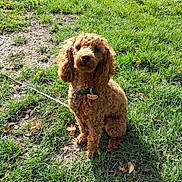 Sticky a rejoint le concours — aidez-le/la à gagner de superbes lots ! dog, curly_hair, brown_dog, collar, pet, grass, outdoor, sunlight, nature, animal, sitting, tag, leaf, greenery, daylight, cute, canine, park, fur, ground