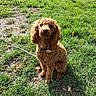 dog, curly_hair, brown_dog, collar, pet, grass, outdoor, sunlight, nature, animal, sitting, tag, leaf, greenery, daylight, cute, canine, park, fur, ground