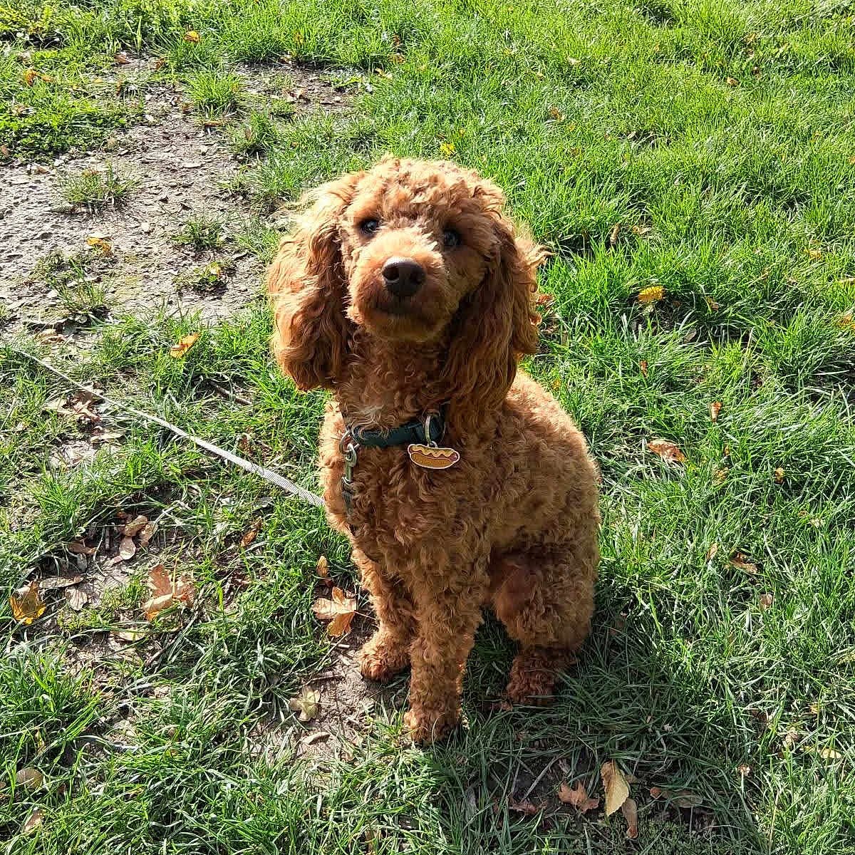 Sticky a rejoint le concours — aidez-le/la à gagner de superbes lots ! dog, curly_hair, brown_dog, collar, pet, grass, outdoor, sunlight, nature, animal, sitting, tag, leaf, greenery, daylight, cute, canine, park, fur, ground