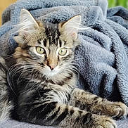 Arthus participe au concours pour gagner de l'argent avec cette photo : cat, kitten, tabby, feline, pet, animal, fur, whiskers, eyes, blanket, cozy, indoor, soft, relaxing, resting, cute, young, furniture, plant, home