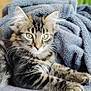 cat, kitten, tabby, feline, pet, animal, fur, whiskers, eyes, blanket, cozy, indoor, soft, relaxing, resting, cute, young, furniture, plant, home