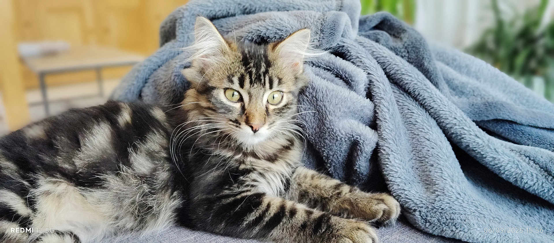 Arthus participe au concours pour gagner de l'argent avec cette photo : cat, kitten, tabby, feline, pet, animal, fur, whiskers, eyes, blanket, cozy, indoor, soft, relaxing, resting, cute, young, furniture, plant, home