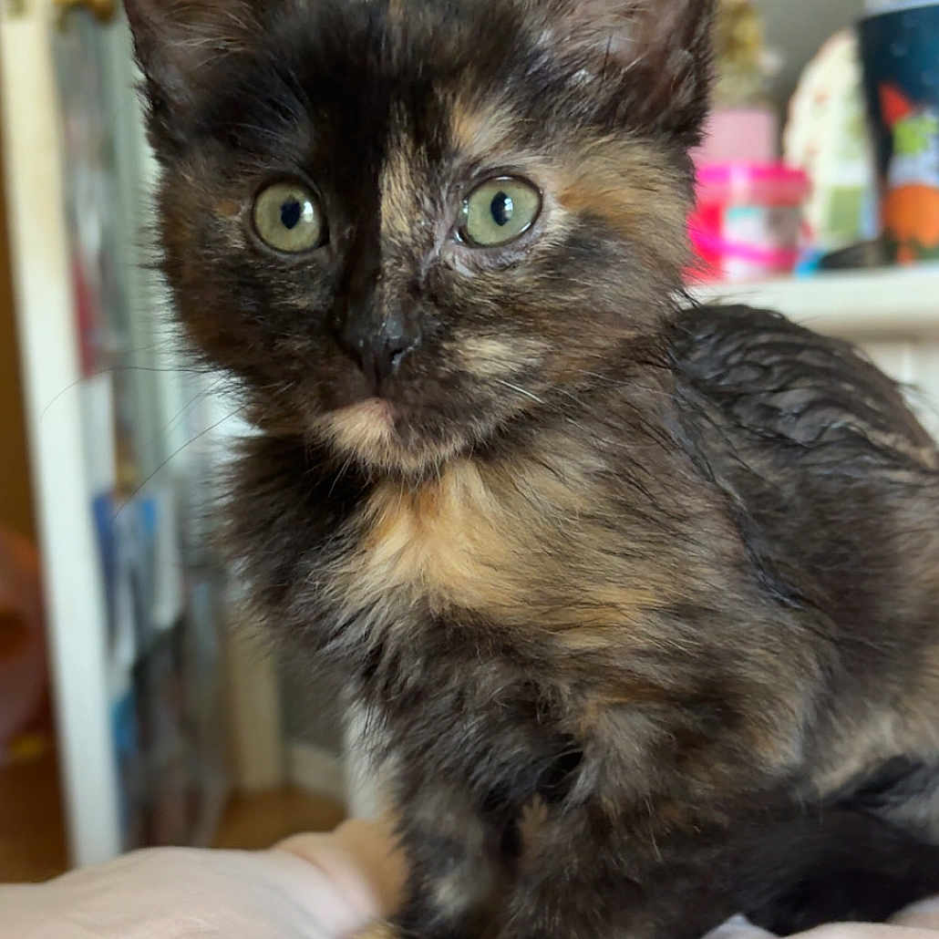 Fish joined the competition — help win amazing prizes! kitten, cat, tortoiseshell, pet, animal, cute, indoors, fur, whiskers, green_eyes, soft_blanket, curious, young, feline, closeup, portrait, domestic_cat, sitting, adorable, fluffy