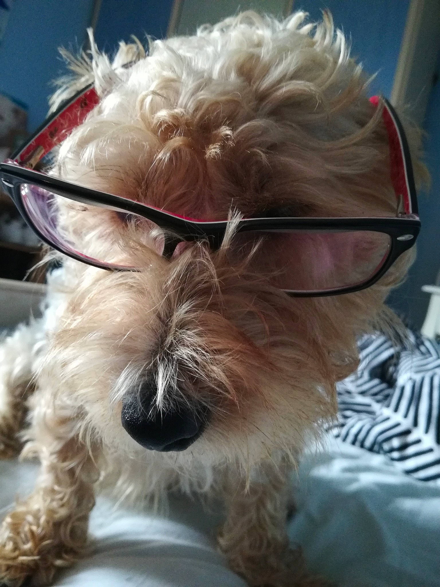 Prince Et Neven participe au concours pour gagner de l'argent avec cette photo : bolonka, canidae, carnivore, companion_dog, dog, dog_breed, ear, eyewear, glasses, irish_soft_coated_wheaten_terrier, maltese, nose, rare_breed_dog, schnoodle, sealyham_terrier, snout, sporting_group, sunglasses, terrier, toy_dog