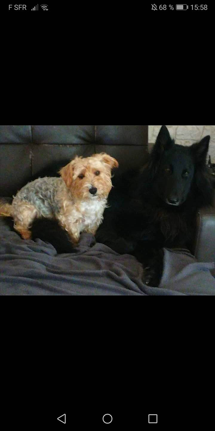 Prince Et Neven participe au concours pour gagner de l'argent avec cette photo : basset_fauve_de_bretagne, cairn_terrier, canidae, carnivore, cavapoo, cockapoo, companion_dog, dog, dog_breed, goldendoodle, labradoodle, mammal, morkie, norfolk_terrier, puppy, rare_breed_dog, schnoodle, sporting_group, terrier, vertebrate