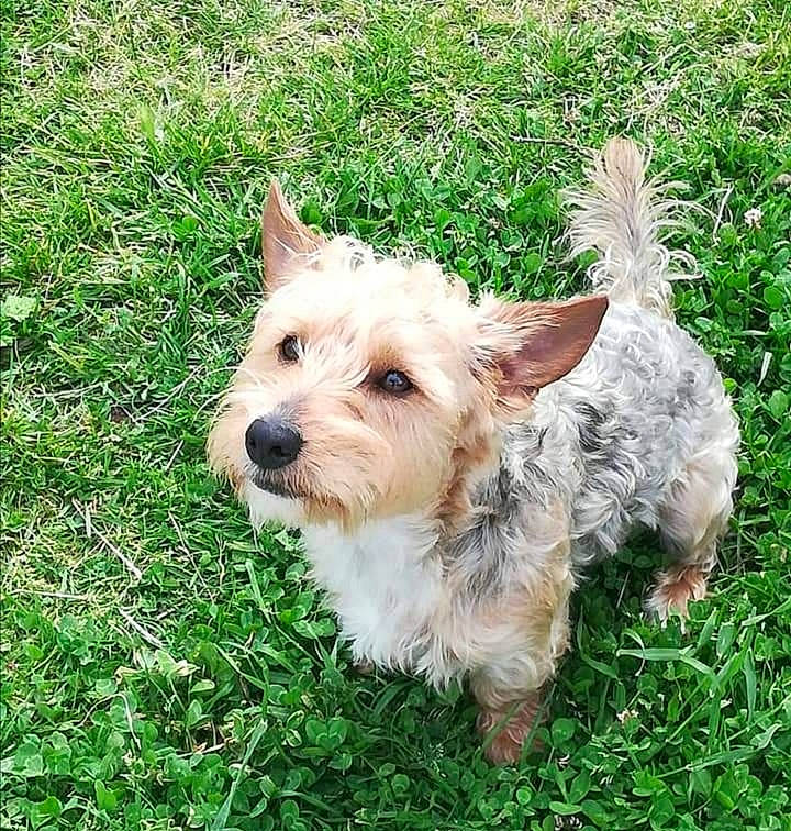 Prince Et Neven a rejoint le concours — aidez-le/la à gagner de superbes lots ! australian_terrier, cairn_terrier, canidae, carnivore, companion_dog, dog, dog_breed, glen_of_imaal_terrier, grass, mammal, norfolk_terrier, norwich_terrier, puppy, rare_breed_dog, small_terrier, sporting_lucas_terrier, terrier, vertebrate, west_highland_white_terrier, yorkshire_terrier