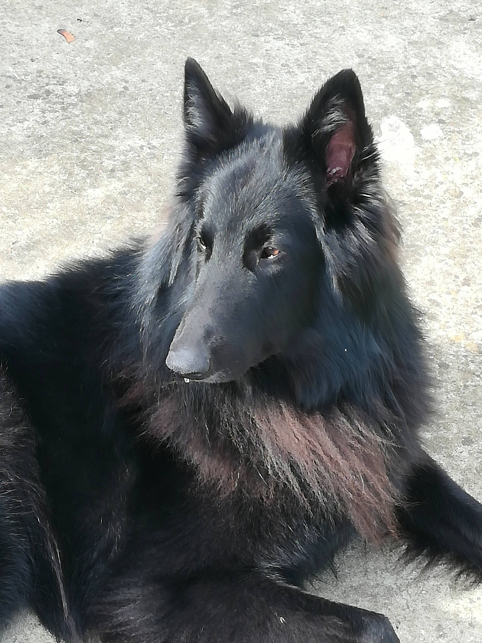 Prince Et Neven a rejoint le concours — aidez-le/la à gagner de superbes lots ! belgian_shepherd, black_norwegian_elkhound, bohemian_shepherd, canidae, carnivore, dog, dog_breed, groenendael, herding_dog, mammal, native_american_indian_dog, shiloh_shepherd_dog, snout, tervuren, vertebrate