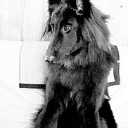 Neven a rejoint le concours — aidez-le/la à gagner de superbes lots ! black, black_and_white, carnivoran, dog, dog_breed, dog_breed_group, dog_like_mammal, fur, monochrome, monochrome_photography, native_american_indian_dog, snout, tervuren, whiskers