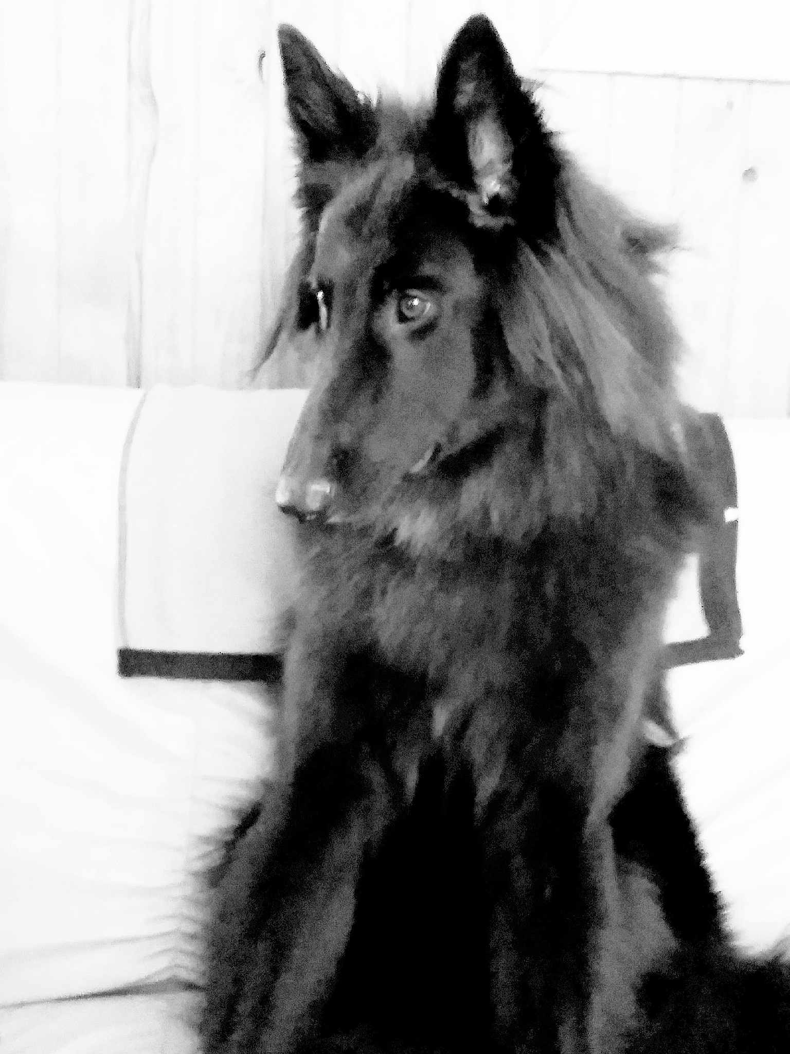 Neven a rejoint le concours — aidez-le/la à gagner de superbes lots ! black, black_and_white, carnivoran, dog, dog_breed, dog_breed_group, dog_like_mammal, fur, monochrome, monochrome_photography, native_american_indian_dog, snout, tervuren, whiskers