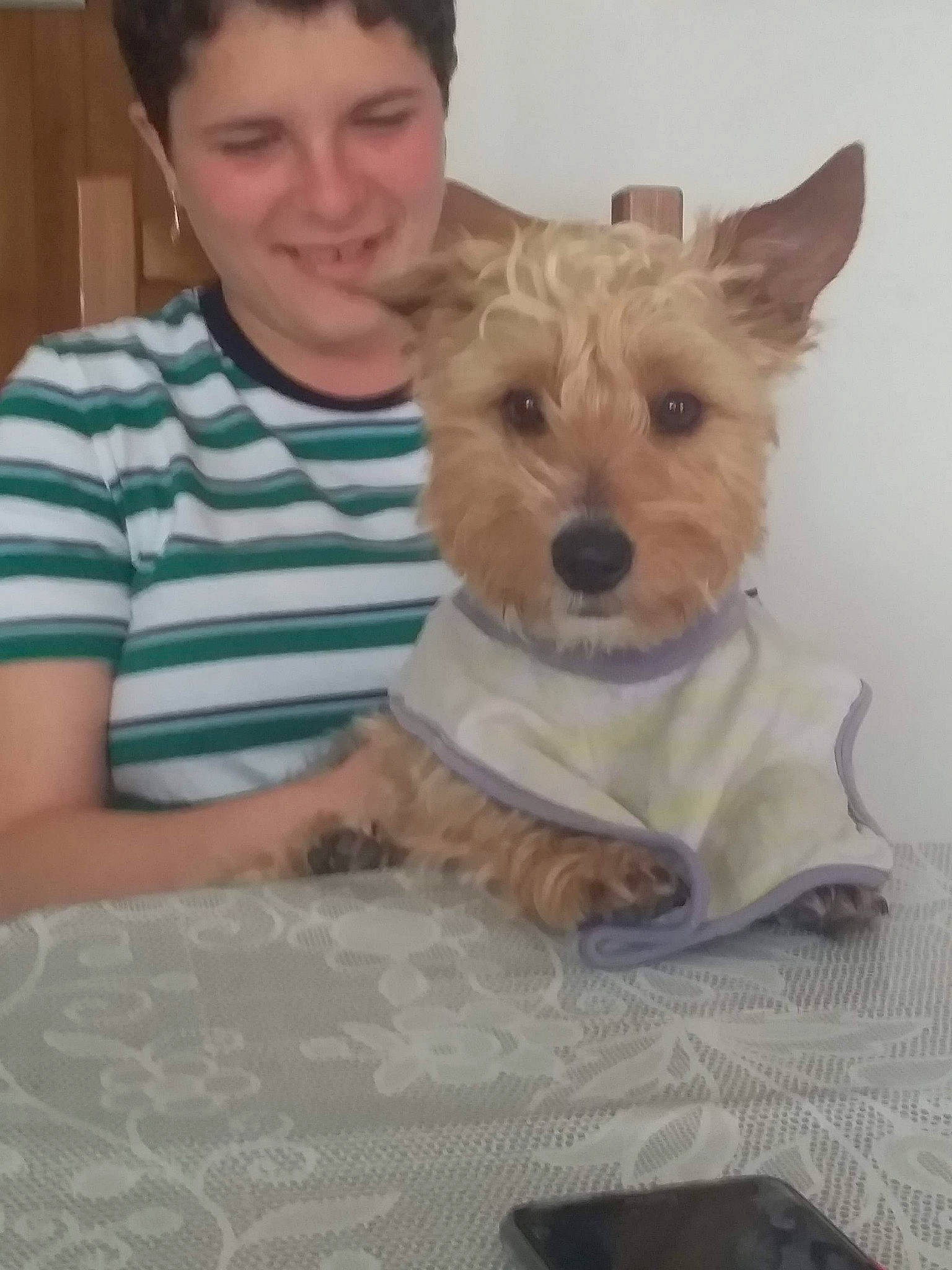 Prince a rejoint le concours — aidez-le/la à gagner de superbes lots ! australian_terrier, cairn_terrier, canidae, carnivore, companion_dog, dog, dog_breed, joy, mammal, morkie, norfolk_terrier, norwich_terrier, person, puppy, rare_breed_dog, schnoodle, small_terrier, sporting_lucas_terrier, terrier, vertebrate