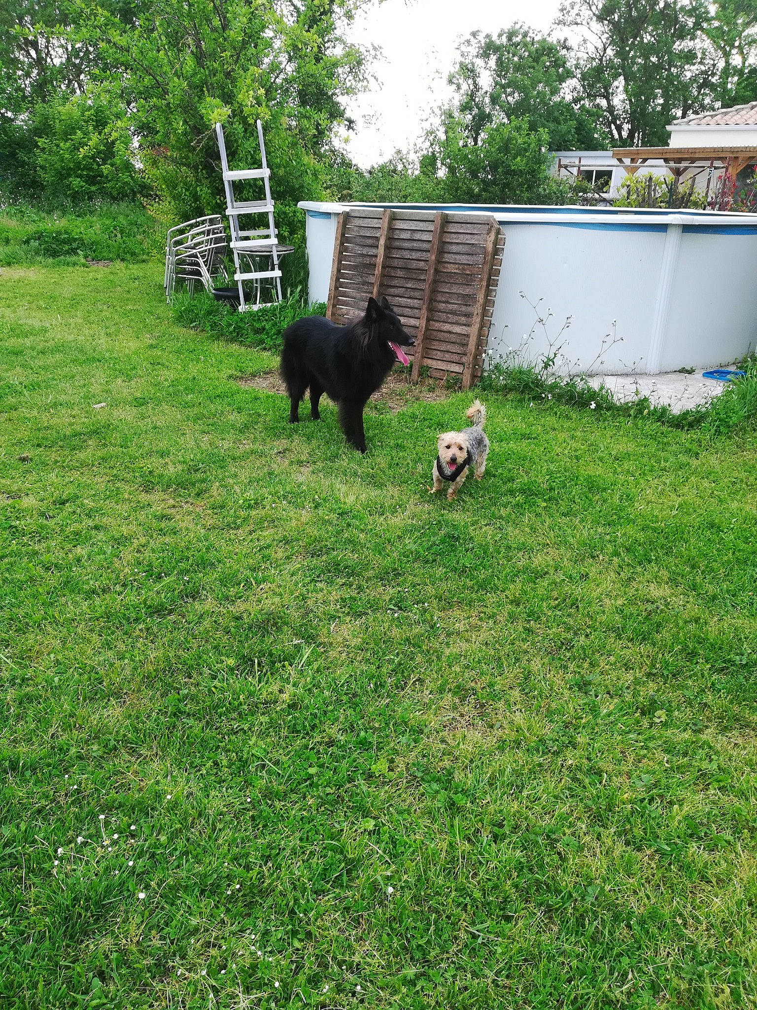 Prince a rejoint le concours — aidez-le/la à gagner de superbes lots ! backyard, canidae, carnivore, companion_dog, dog, dog_breed, flat_coated_retriever, garden, grass, guard_dog, house, lawn, person, plant, schipperke, shrub, sporting_group, yard