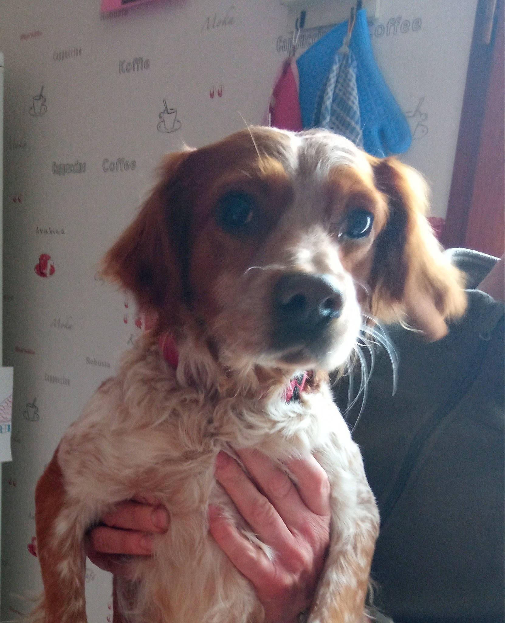 Pipo a rejoint le concours — aidez-le/la à gagner de superbes lots ! canidae, carnivore, companion_dog, dog, dog_breed, fawn, fur, gun_dog, liver, snout, spaniel, sporting_group, whiskers, working_animal