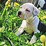 puppy, dog, white_puppy, grass, dandelion, flower, outdoor, backyard, fence, sunlight, greenery, nature, cute, portrait, pet, young_dog, muzzle, paw, leaf, spring
