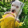 Dehya joined the competition — help win amazing prizes! dog, puppy, white_dog, grass, toy, plush_toy, outdoors, playing, cute, closeup, paw, tongue, dandelion, greenery, shallow_depth_of_field, blurred_background, fence, summer, pet, nose