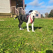 Dehya joined the competition — help win amazing prizes! dog, puppy, grass, yard, house, pink_harness, harness, black_and_white, outdoors, sunny, sky, porch, lawn, standing, pet, canine, muzzle, ear, paws, shadow