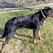 Narcos a rejoint le concours — aidez-le/la à gagner de superbes lots ! carnivoran, dog, dog_breed, dog_breed_group, dog_like_mammal