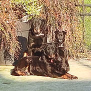Cha a rejoint le concours — aidez-le/la à gagner de superbes lots ! dog, canine, outdoor, sunlight, plant, fence, concrete, nature, pet, animal, three, brown, black, collar, sitting, lying, shade, garden, leafy, relaxed