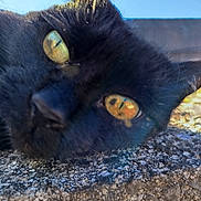 Chanel a rejoint le concours — aidez-le/la à gagner de superbes lots ! black_cat, close_up, cat_eyes, outdoor, stone_surface, yellow_eyes, sunlight, blue_sky, fur_texture, pet, animal, nature, daylight, whiskers, relaxing, lying_down, curious, mammal, portrait, face
